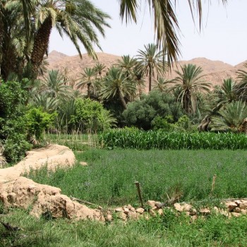Heerlijk wandelen in de vruchtbare palmeraie